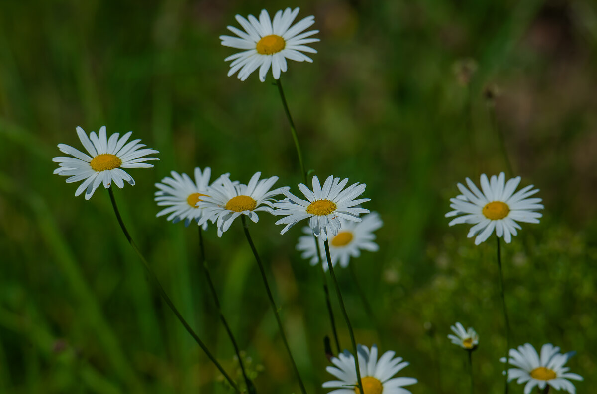 Последние ромашки. - Sergey (Apg)