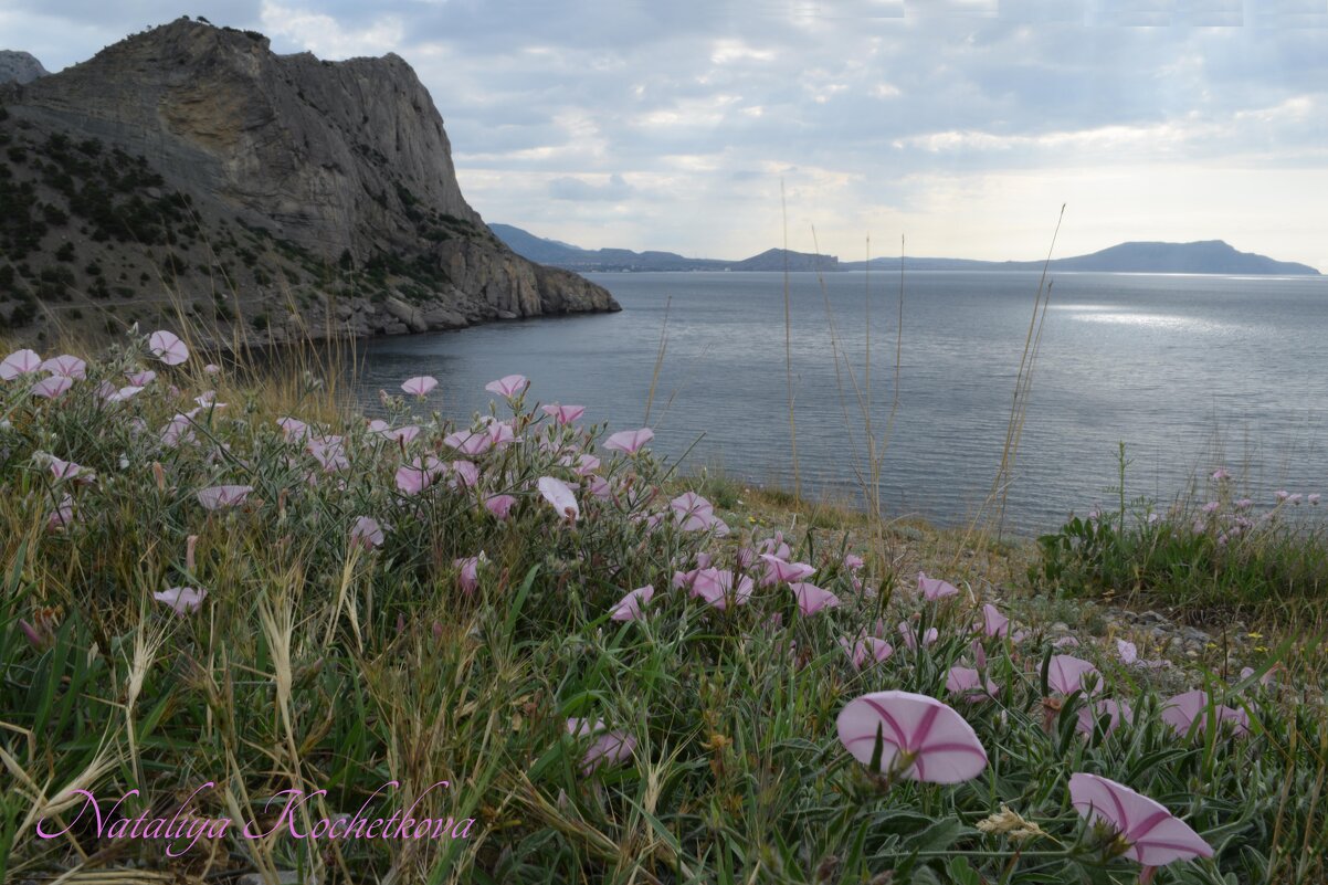 Природа Крыма - Amazing Cosmea