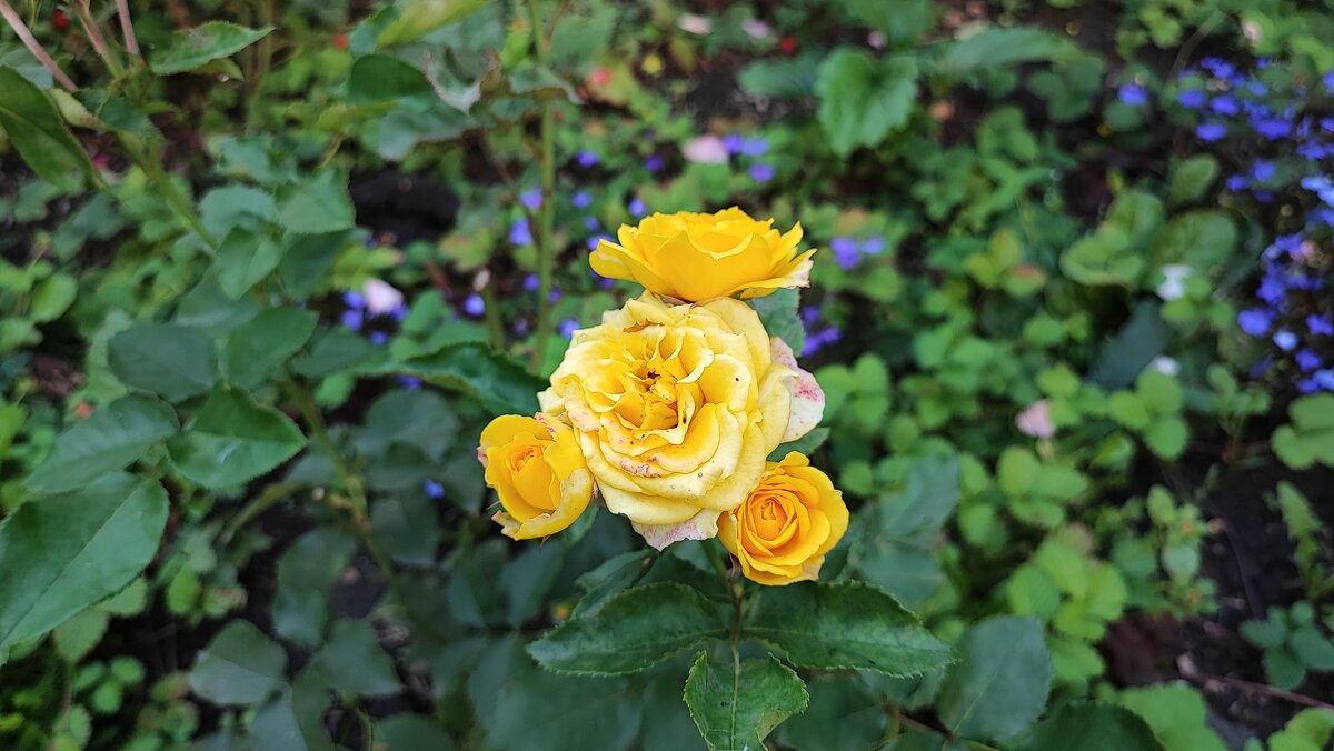 ,,, - Сергей Тимоновский