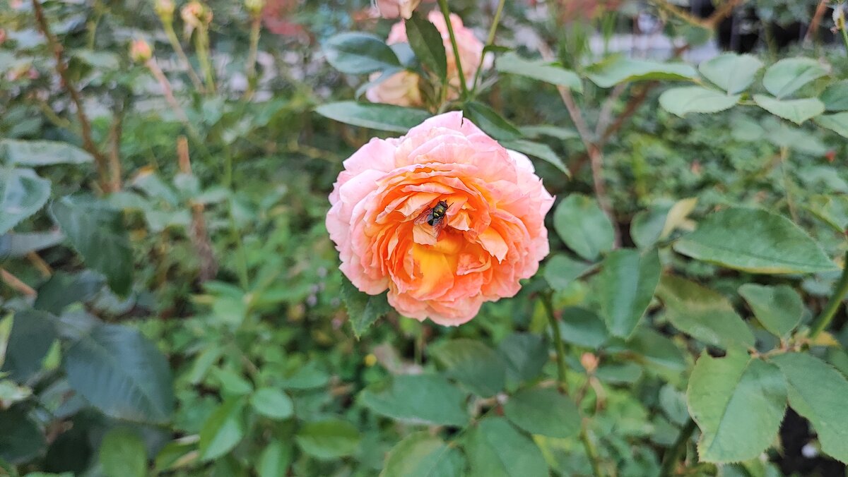 ,,, - Сергей Тимоновский