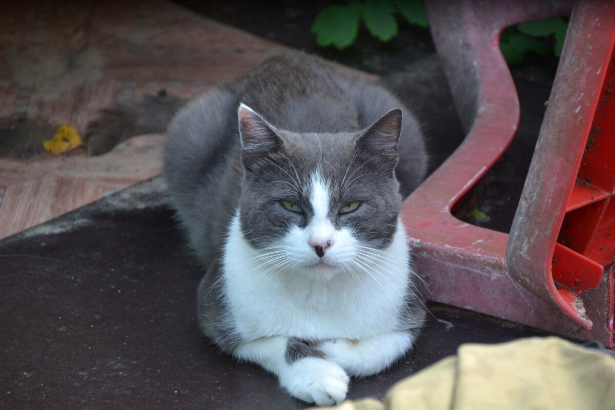 Соседский котик - Ирина Жигунова