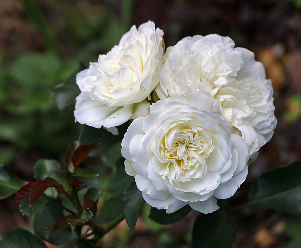 Белоснежное трио - Светлана 