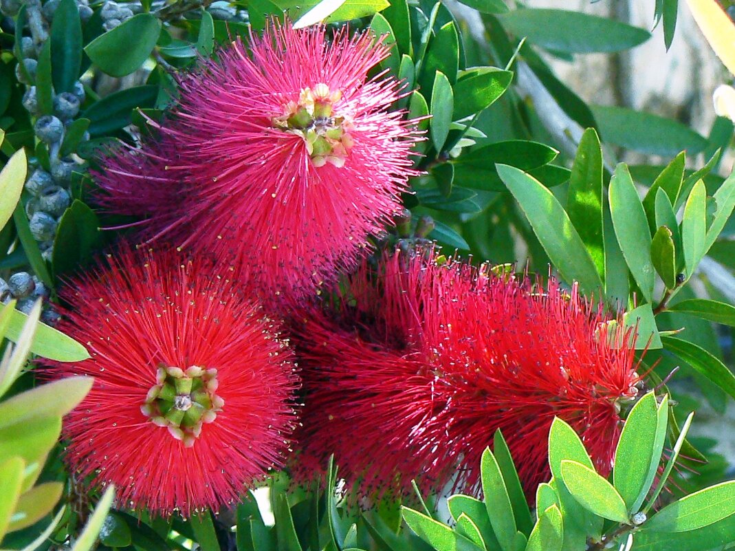 Ёршики - Наталья 