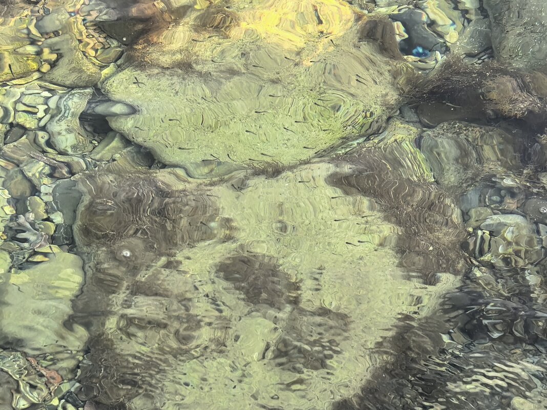 Мальки - Татьяна Михайлова