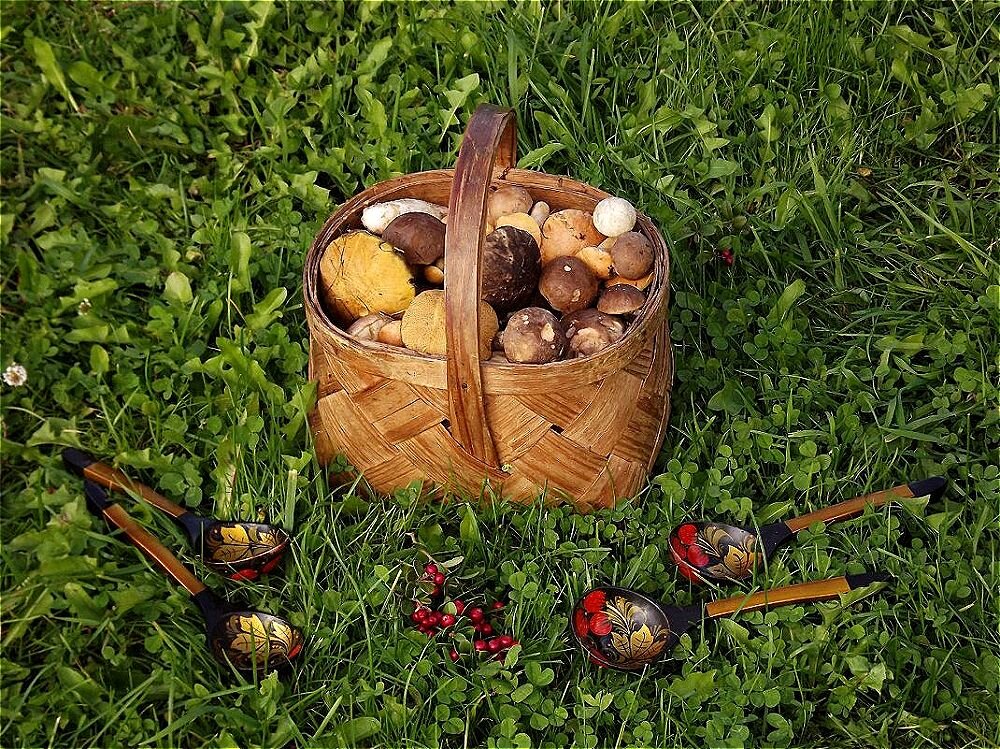 Грибной сезон! - Нина Андронова