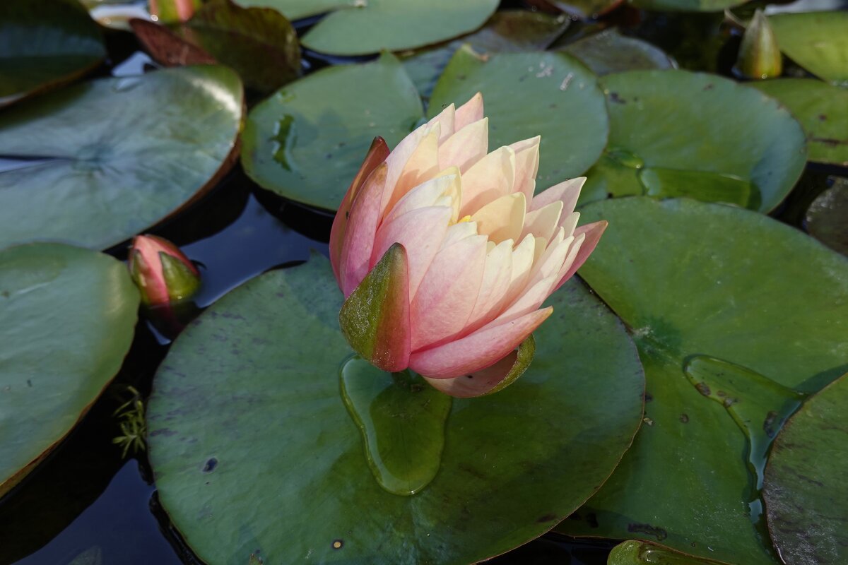 ... - Галина ... - Галина