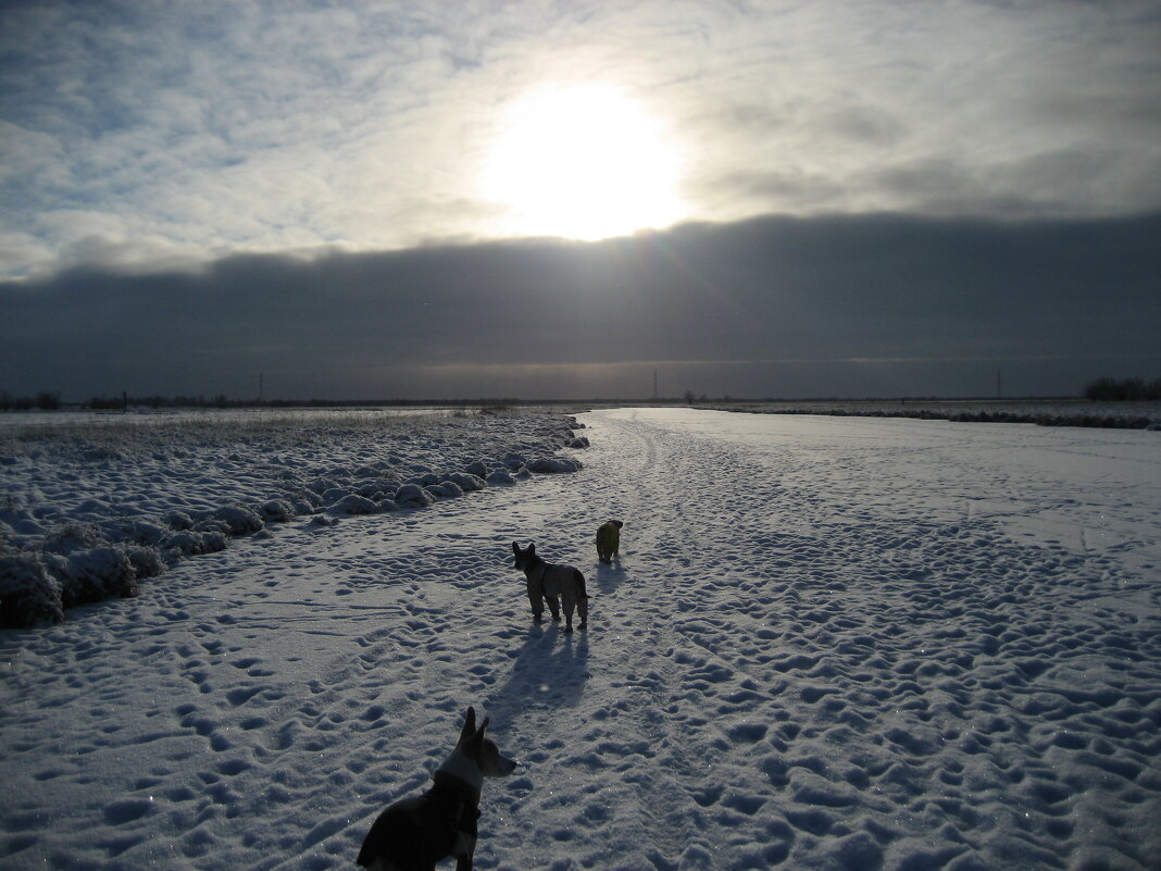 Морозное утро - Anna Ivanova