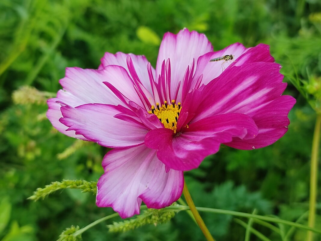 Космея - Валентина Богатко 