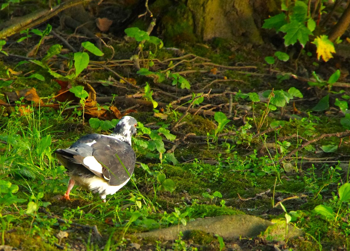 Повсеместно они... "дикие"... - Юрий Куликов