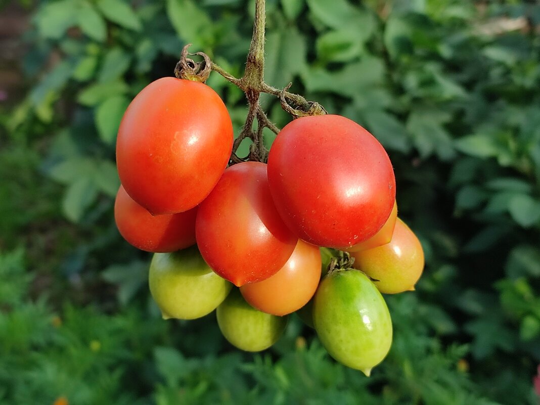 Виноградная гроздь - Валентина Богатко 