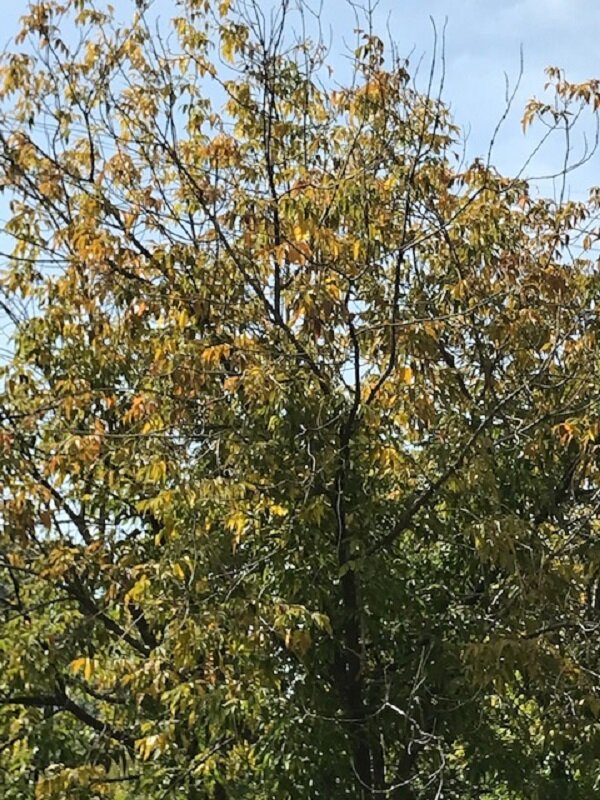 Классика золотой осени-желтые листья на голубом фоне - Татьяна Юрасова