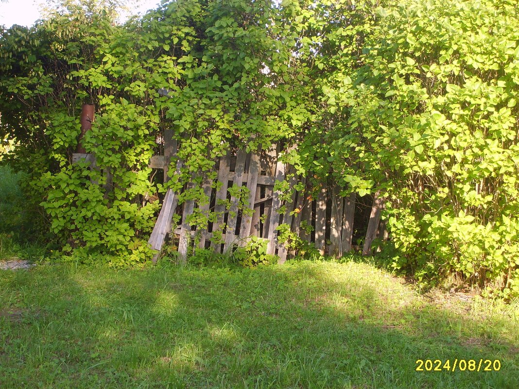 Деревянный, заросший забор - fogmeadowww m