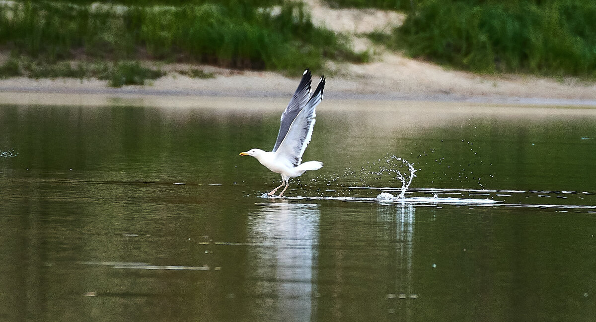 Разбег толчок - Игорь Шабалин