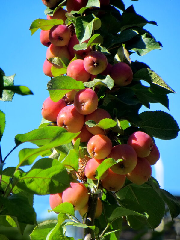 Яблоки нынче уродились - Александр Чеботарь Яблоки нынче уродились - Александр Чеботарь
