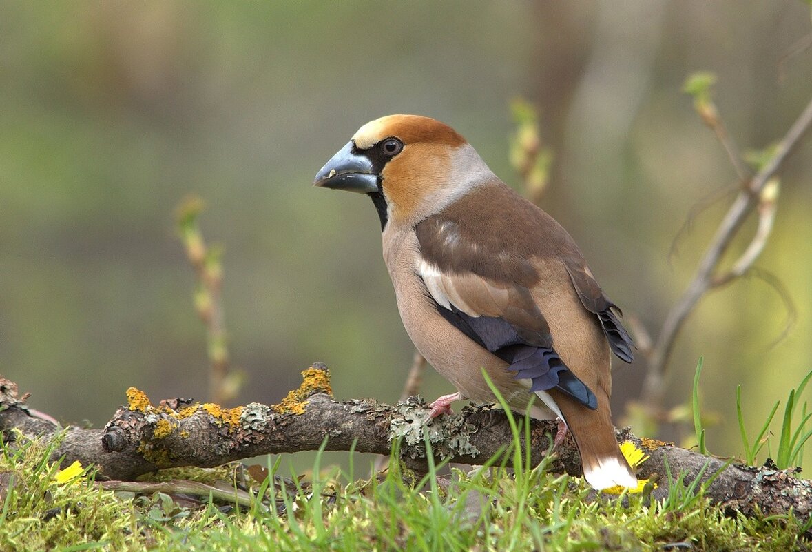 Серьезный - Вячеслав Минаев