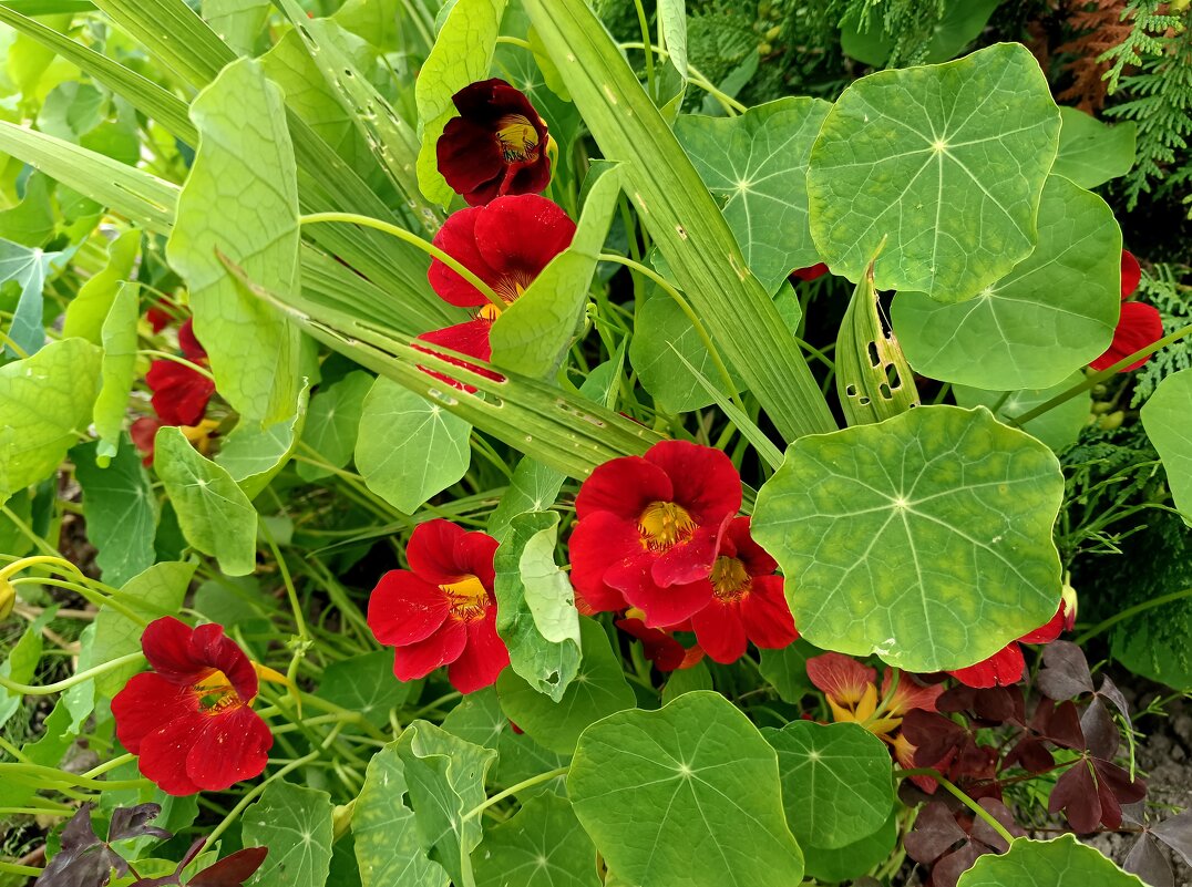 Отголоски лета... - Мария Васильева Отголоски лета... - Мария Васильева