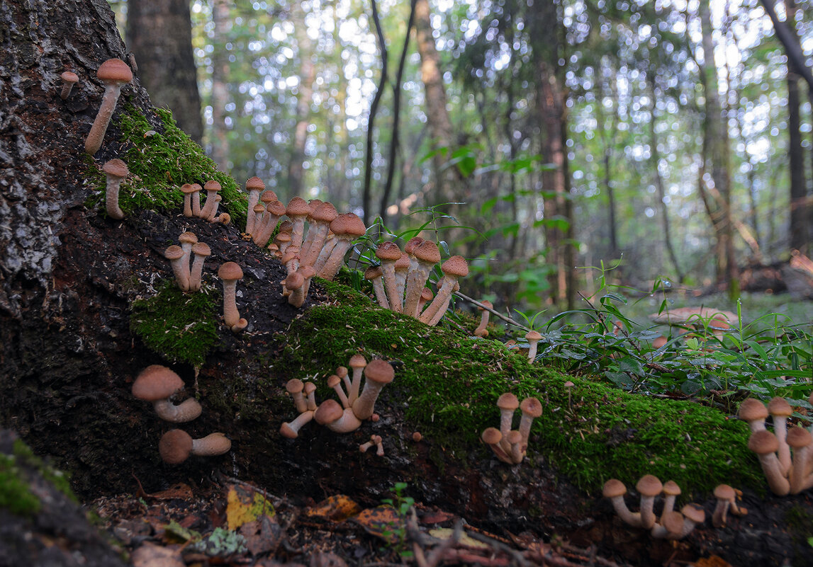 Лесная семейка - Серый 