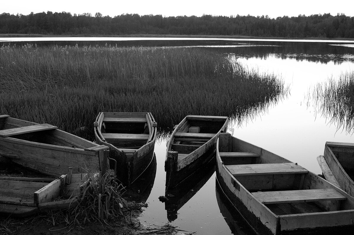 Кушела - Роман Д