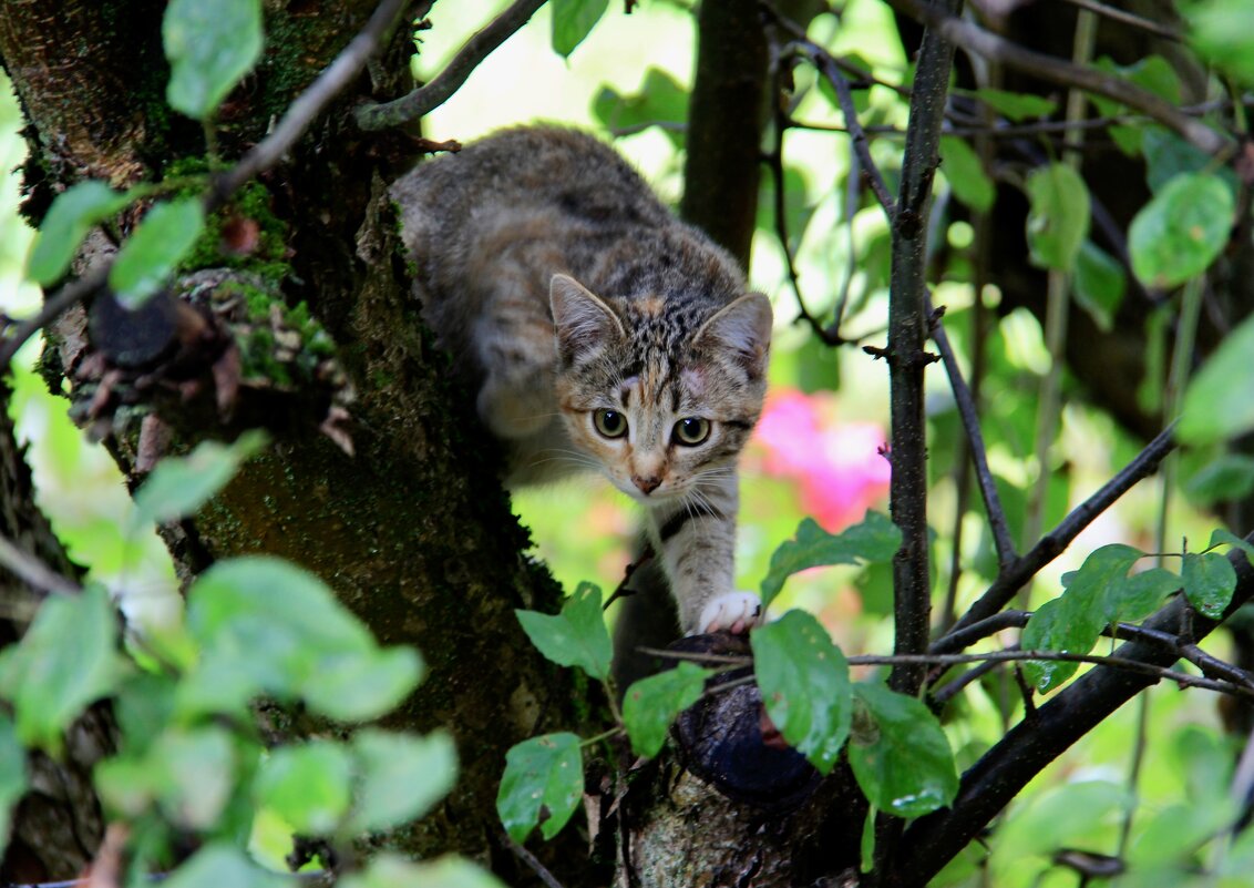 Охота - Любовь 