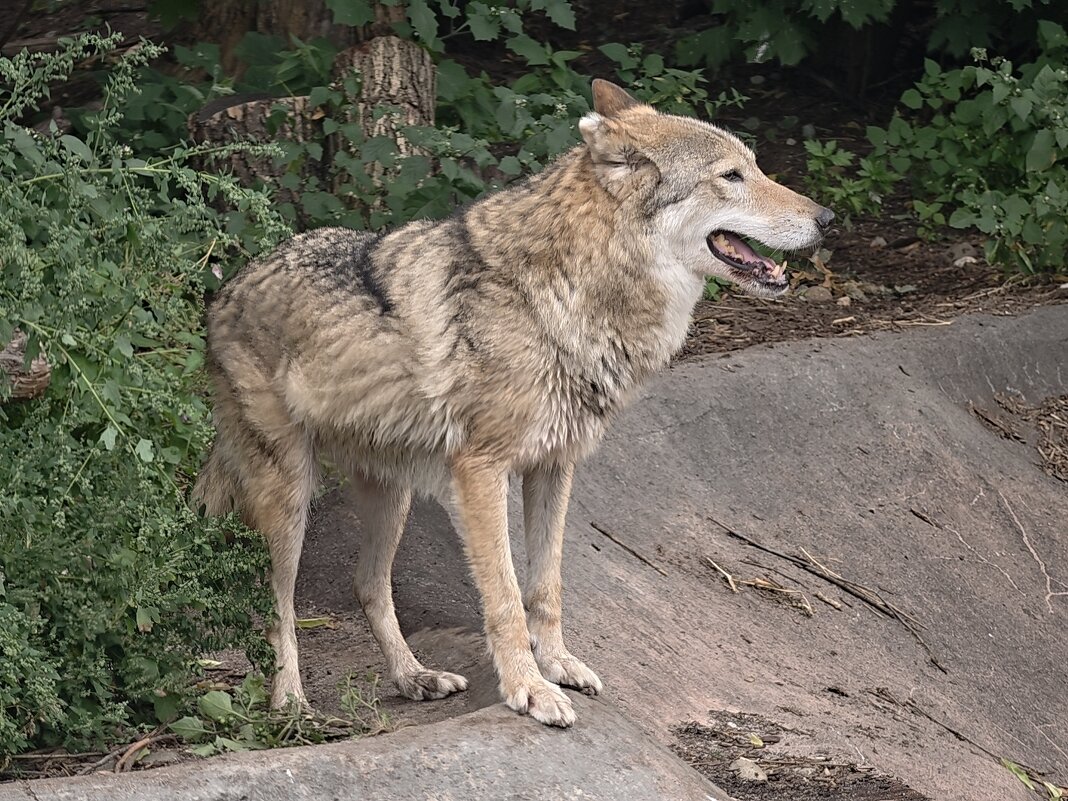 Волк - <<< Наташа >>> Волк - <<< Наташа >>>