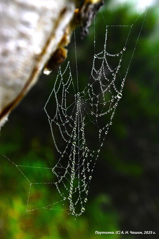 Паутинка Акутагавы - Александр Чашин