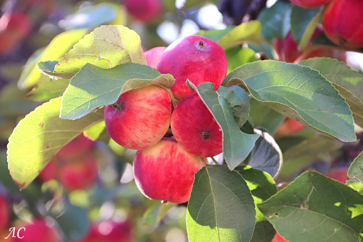 В лучах заката - Любовь Сахарова