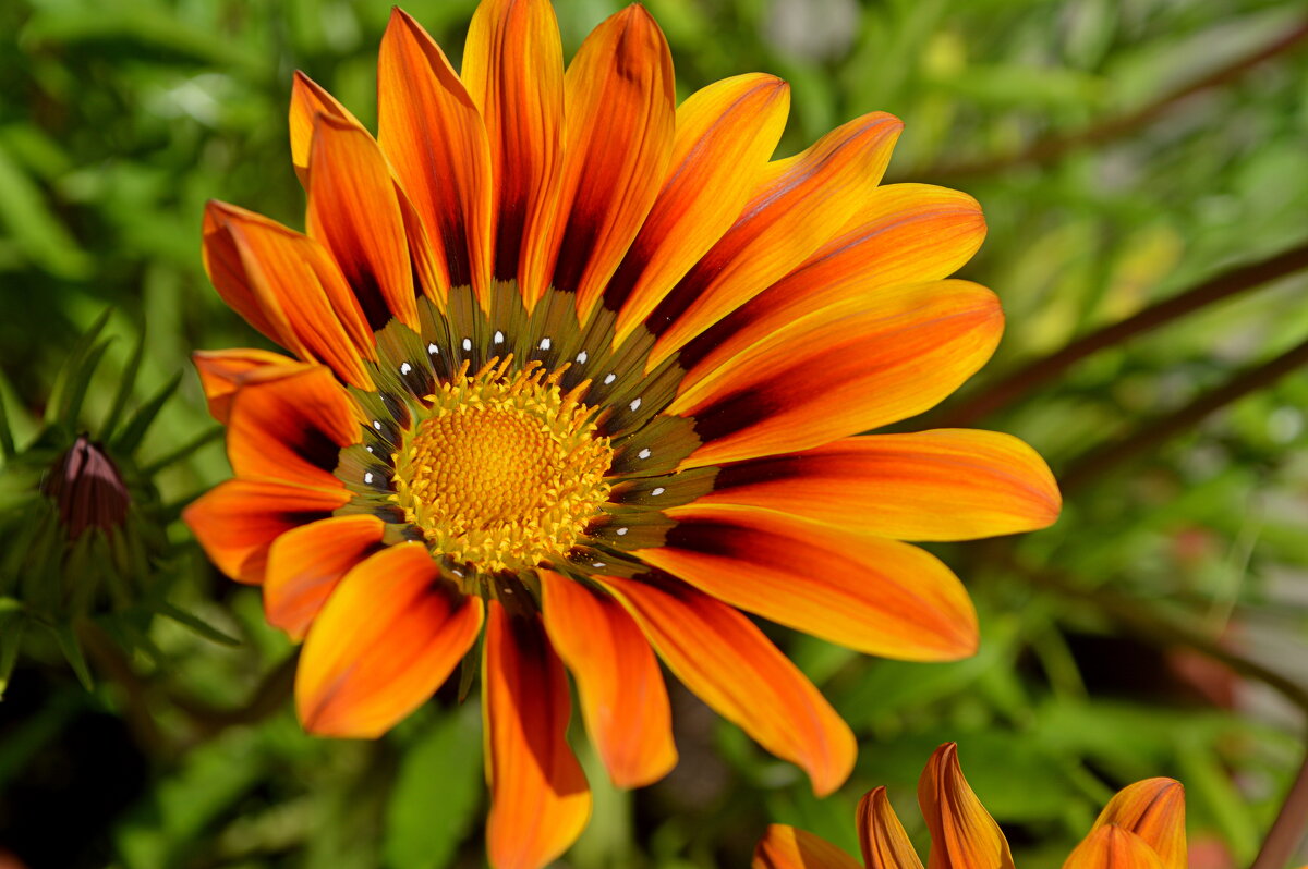 Гацания - Татьяна Лютаева