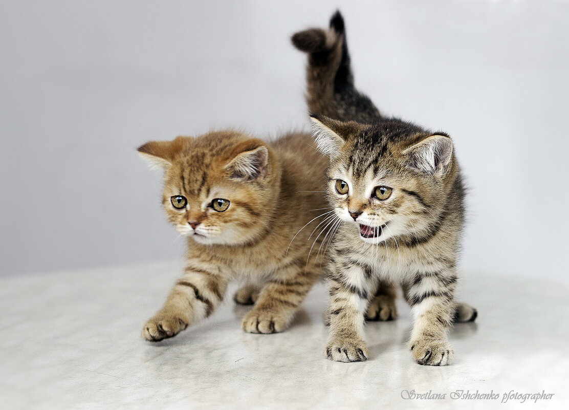 Два брата - Светлана Ищенко