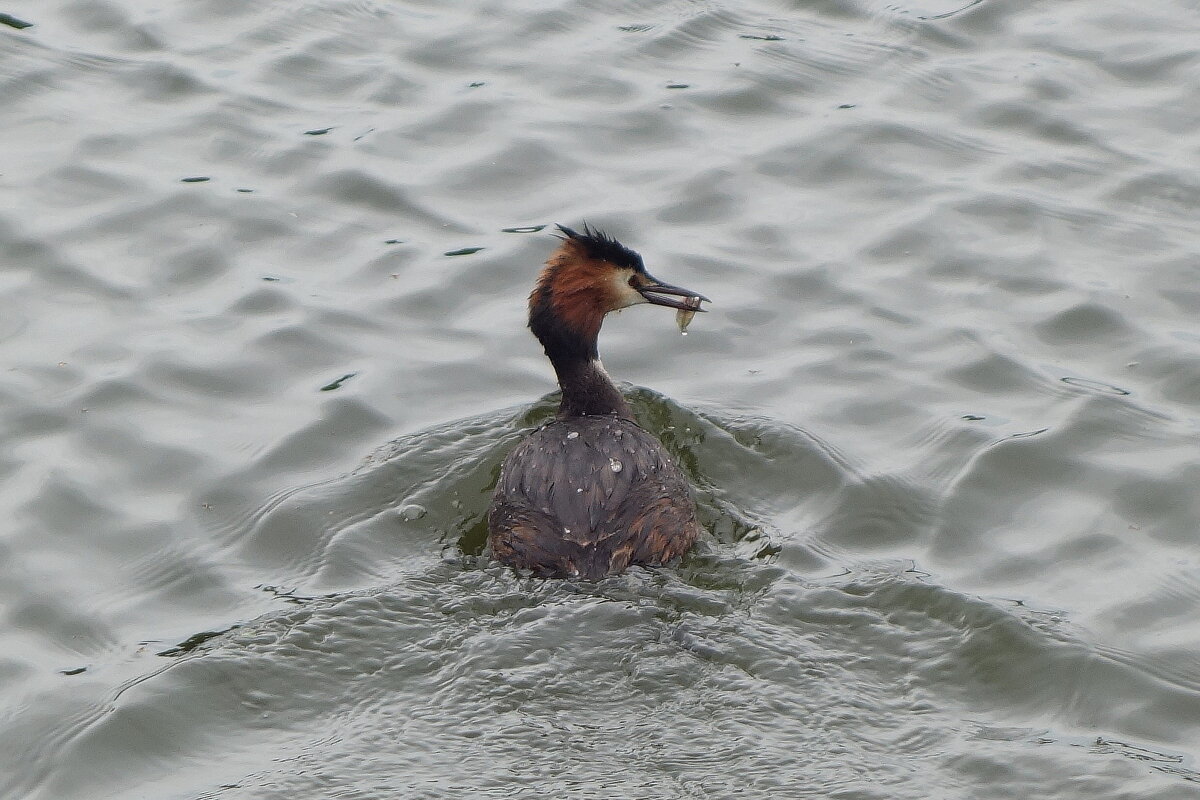 Чомга - Рита Симонова