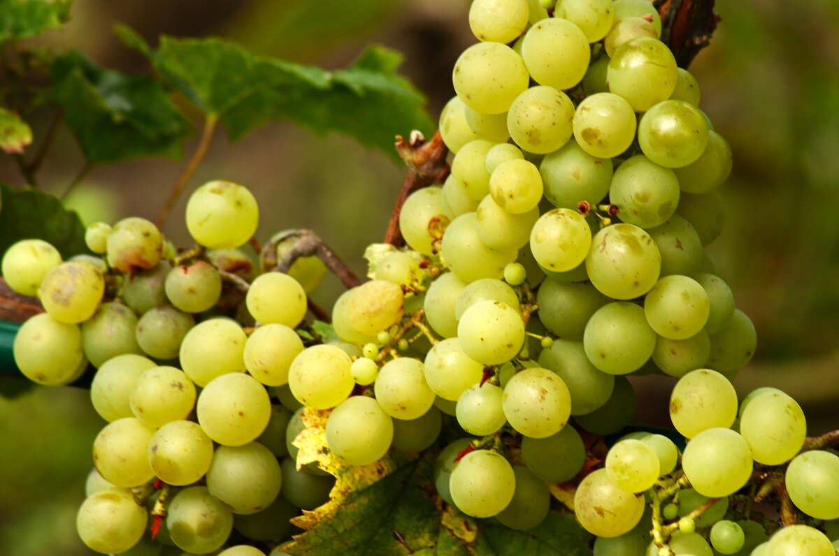 Виноградный сентябрь - Юрий. Шмаков