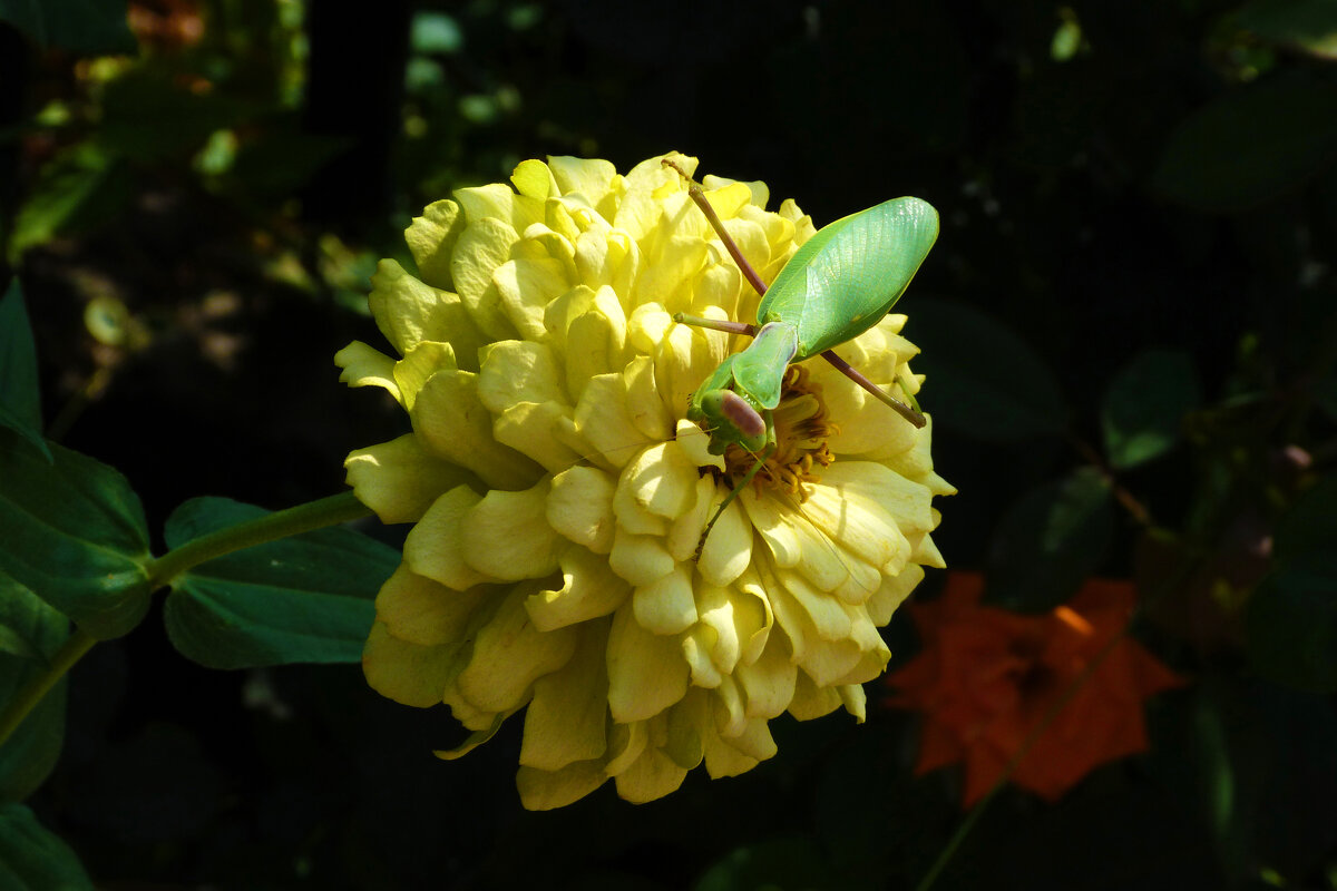 Я тебя  никому не отдам..... - Валентин Семчишин