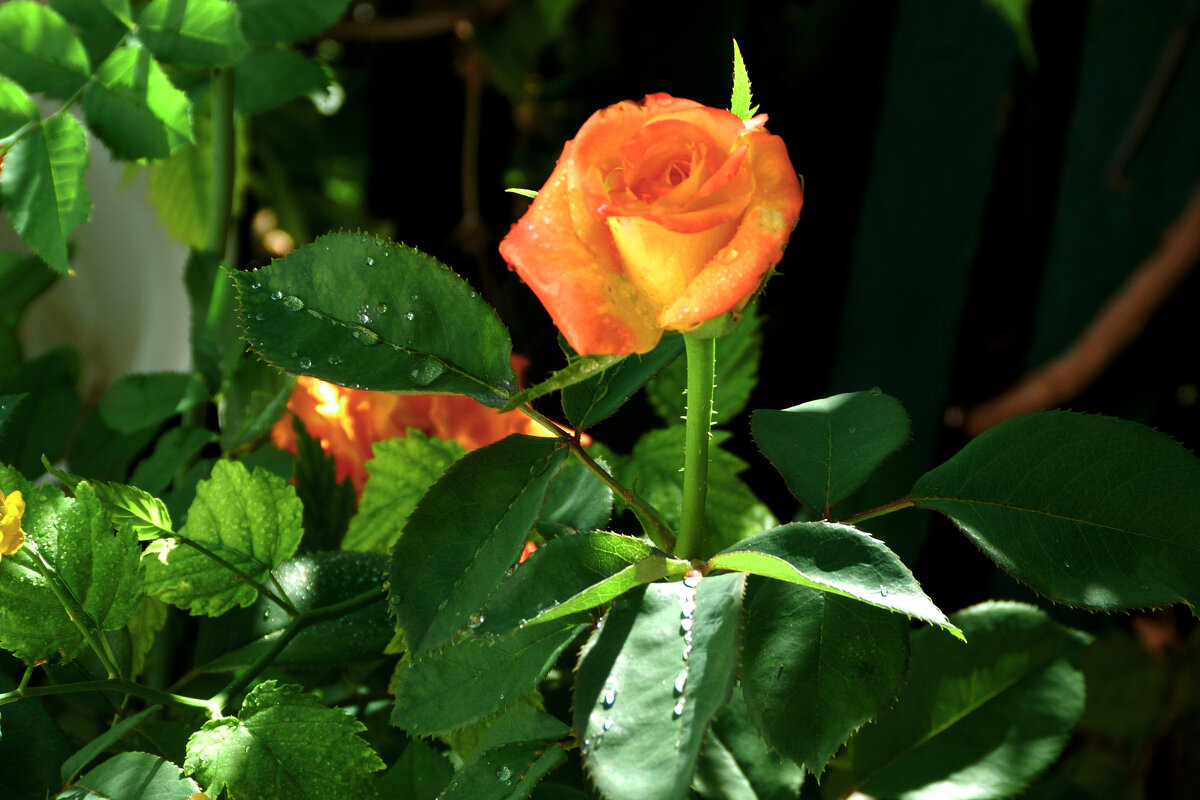 Оранжевая роза Флорибунда - Валентин Семчишин Оранжевая роза Флорибунда - Валентин Семчишин