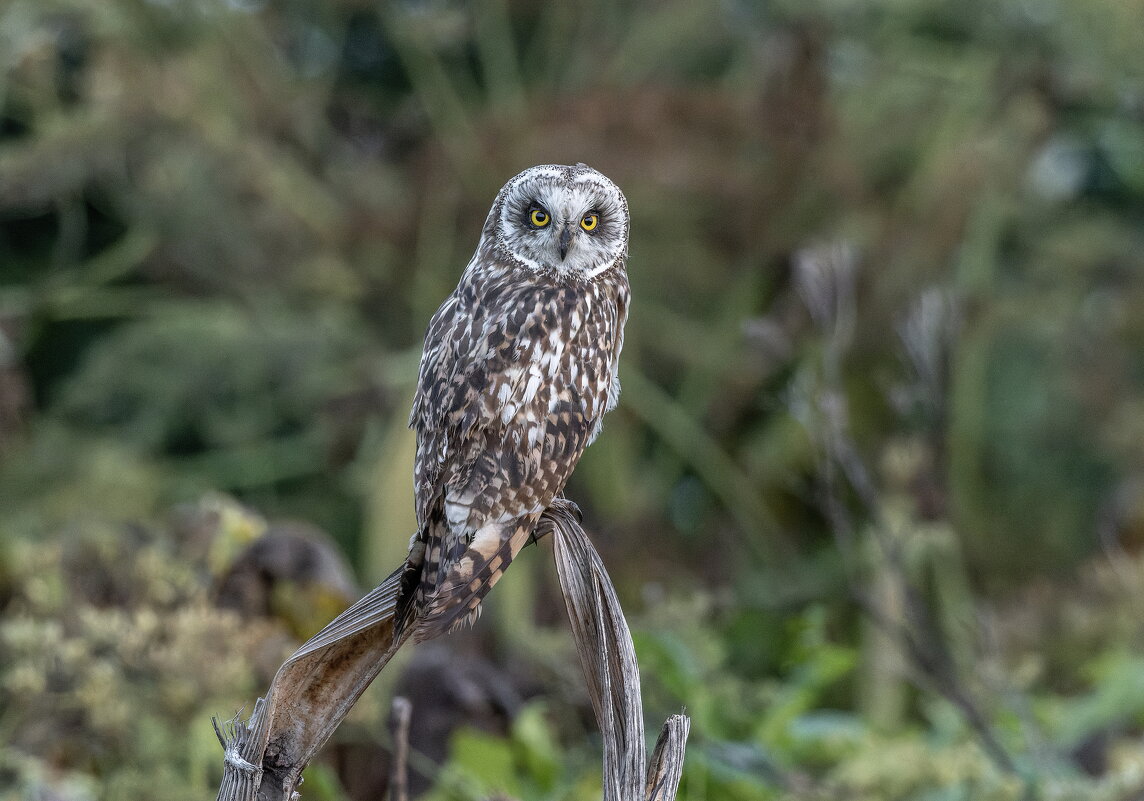 сова болотная - юрий макаров