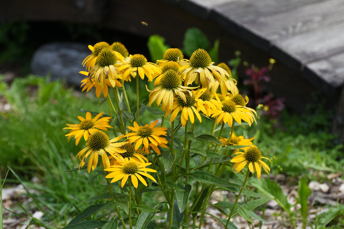 Лето в Ботаническом... Август. - Наташа ***** Лето в Ботаническом... Август. - Наташа *****