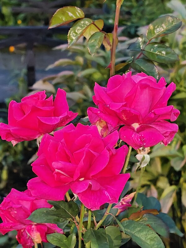 Осень - Андрей 