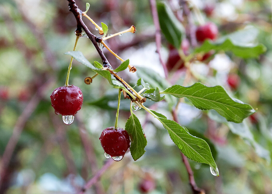 Союз - Дмитрий 