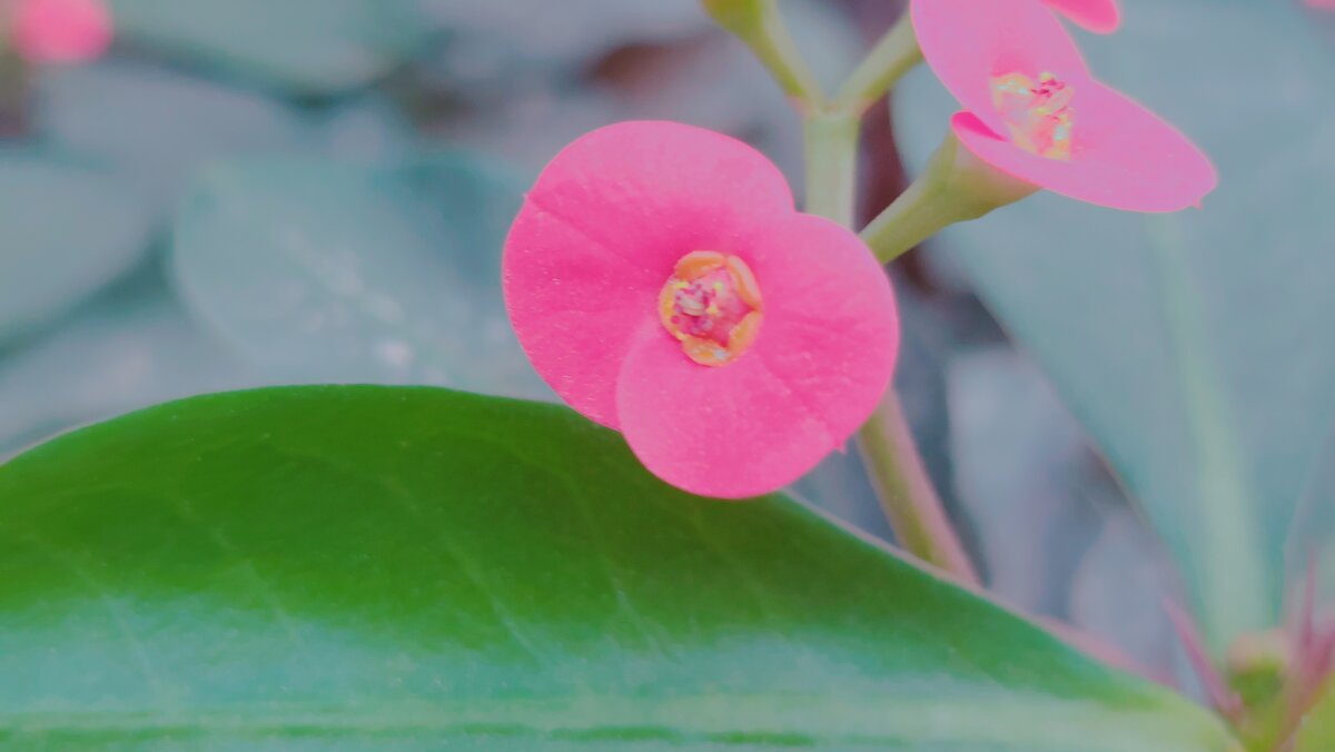 13  ОПЕН (288) - OPEN WAYS ALL