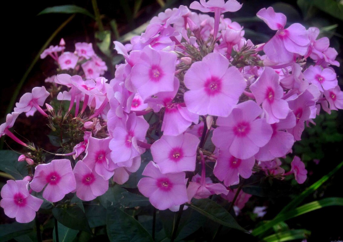 Флоксы - Елена Семигина