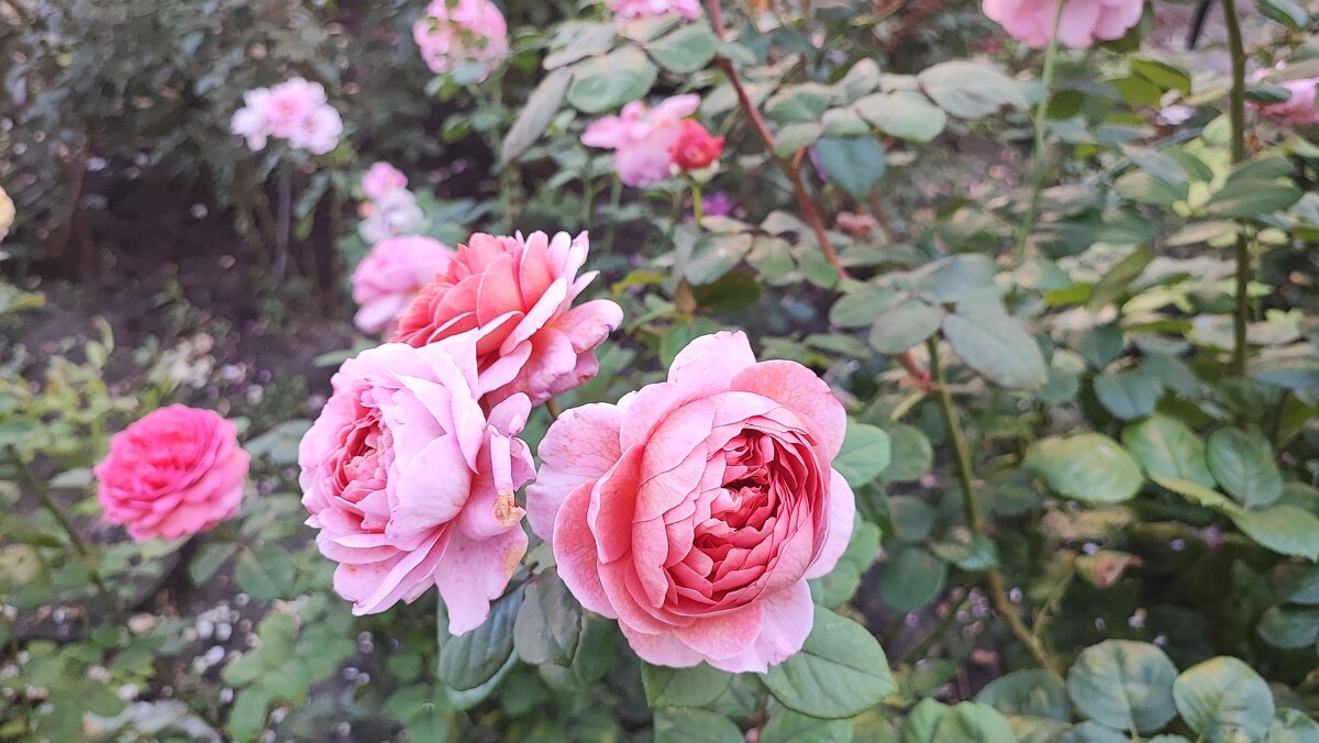 ,,, - Сергей Тимоновский