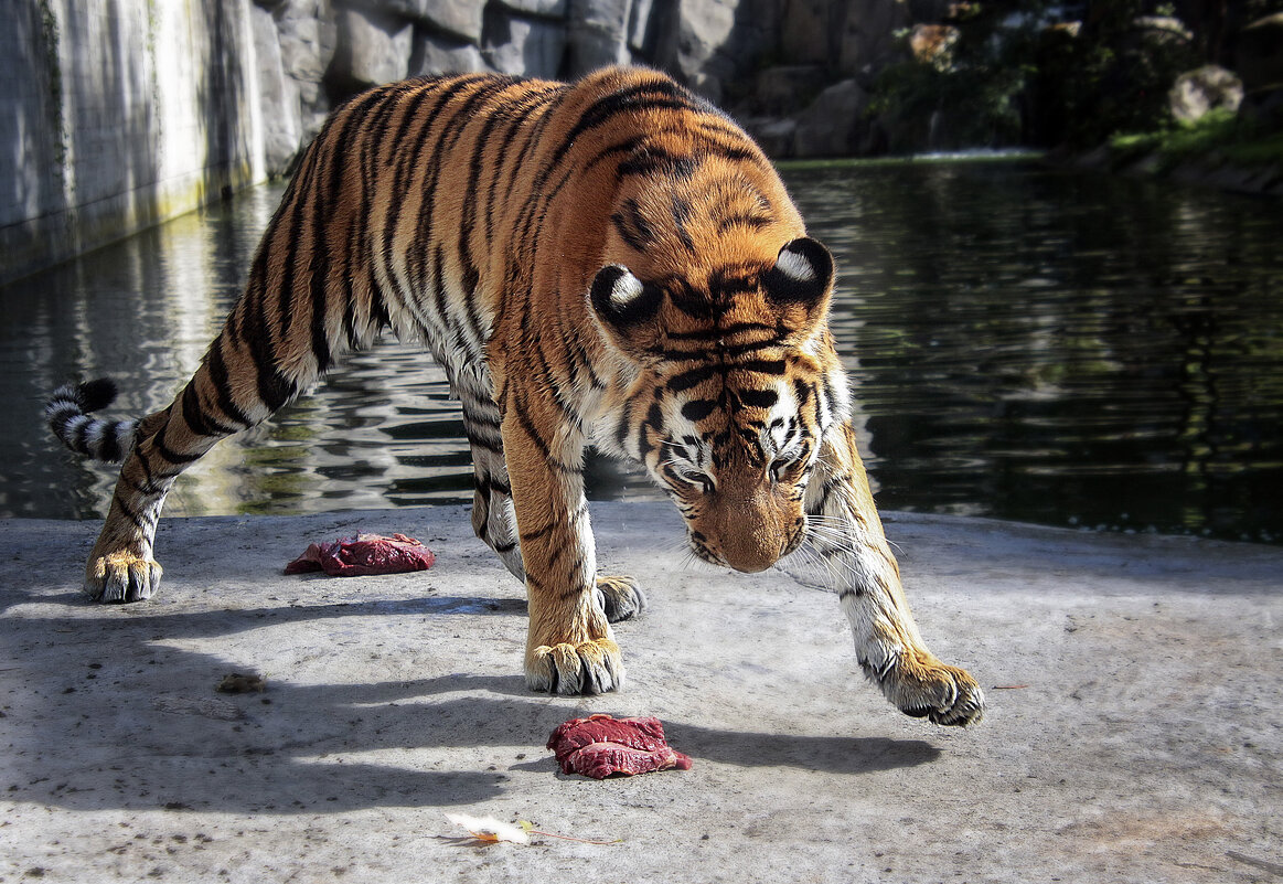 **** - Андроник Александр 