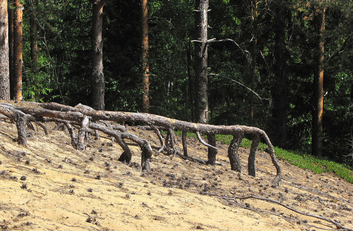 На сопках - Александр Ильчевский 