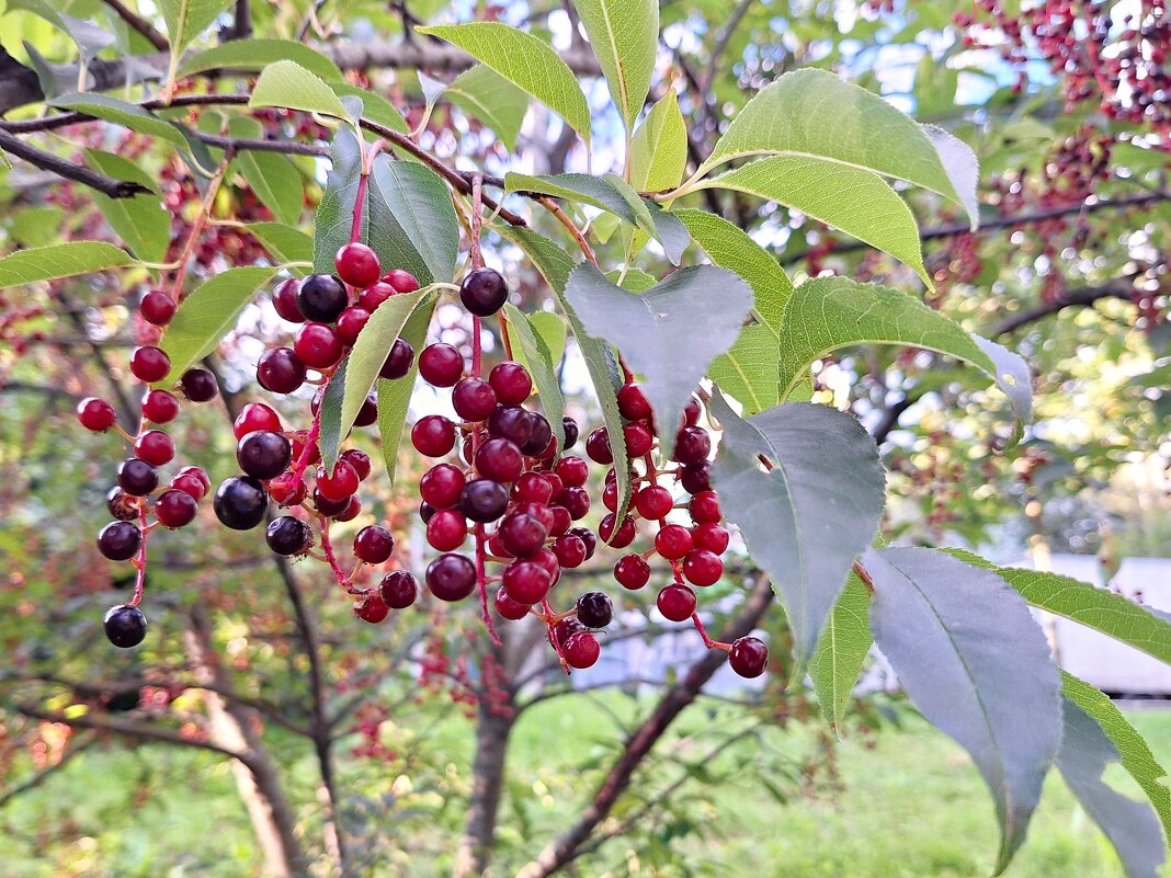 Ягодки - Наталья 