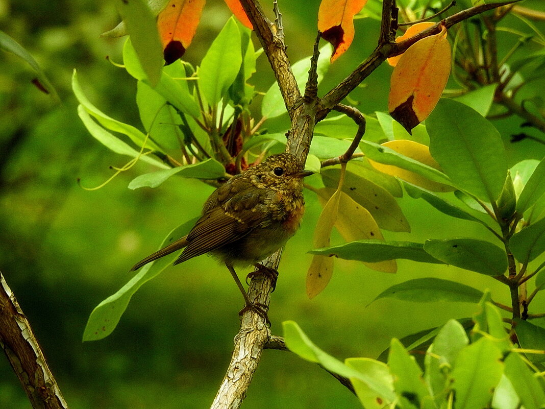 ***** - ИННА ПОРОХОВА