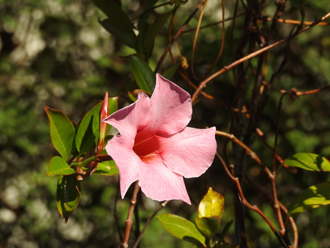 ***** - ИННА ПОРОХОВА