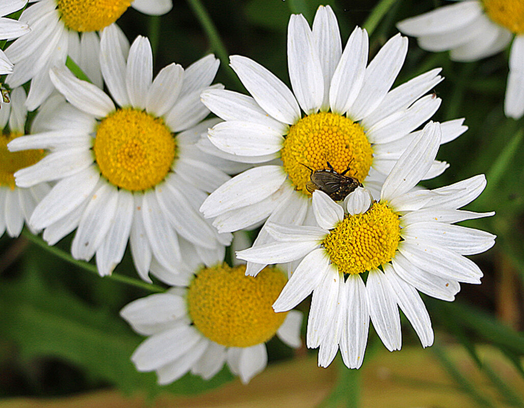 Не только я люблю ромашки... - Светлана Не только я люблю ромашки... - Светлана