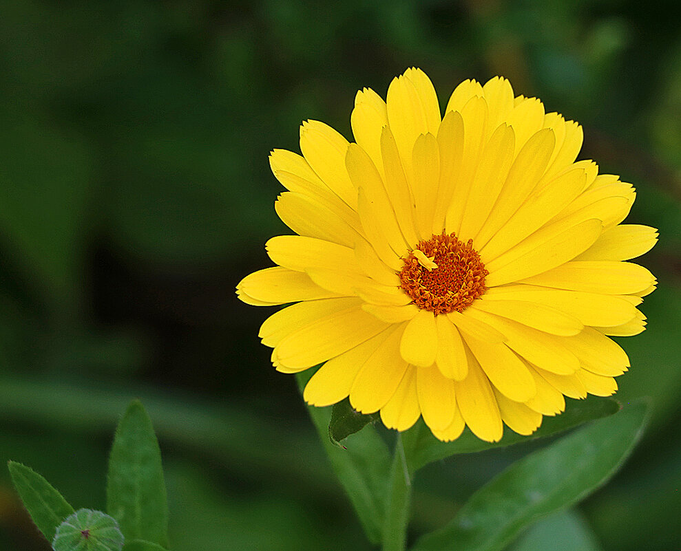 Золотая календула - Светлана 