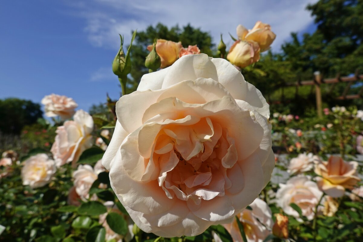 Ах, эти розы, их живая роскошь - Отточен каждый нежный лепесток.... - Галина 