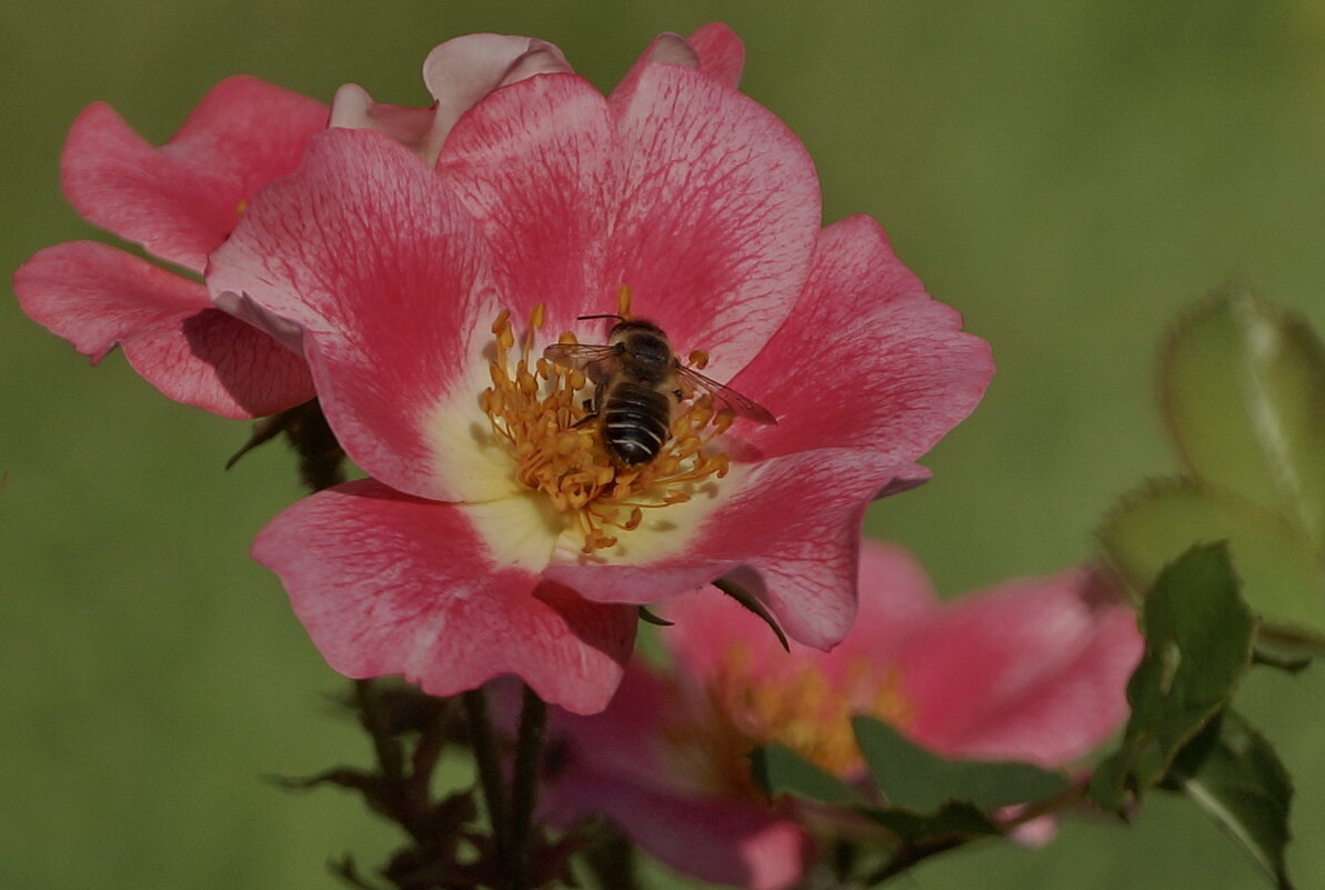 Макро мир вокруг нас... - Николай Саржанов Макро мир вокруг нас... - Николай Саржанов