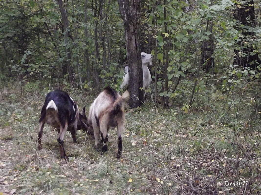 За последними листиками... - Freddy 97