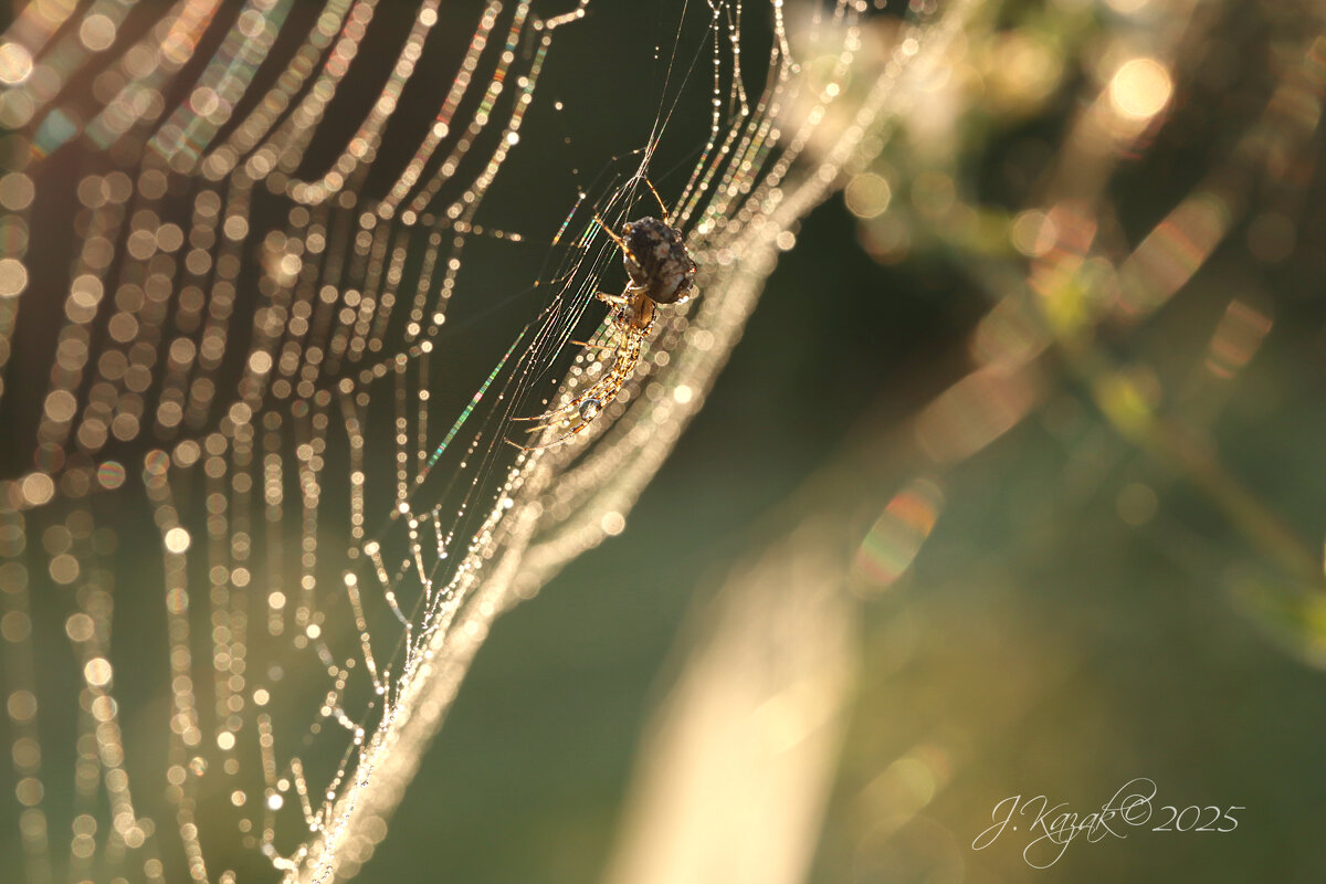 *** - Елена Kазак (selena1965) *** - Елена Kазак (selena1965)